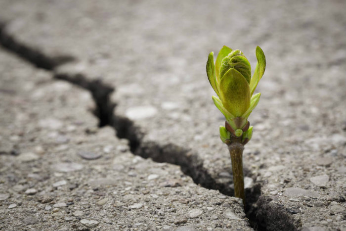 Small green flower bud breaking through a crack in cement
