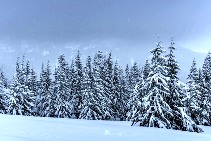 Snow on pine trees