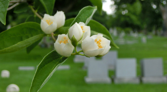 Closeup of the white flowers on a tree with blurry images of a graveyard in the distance behind it