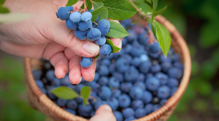 Hand picking blueberries and collecting them in a basket