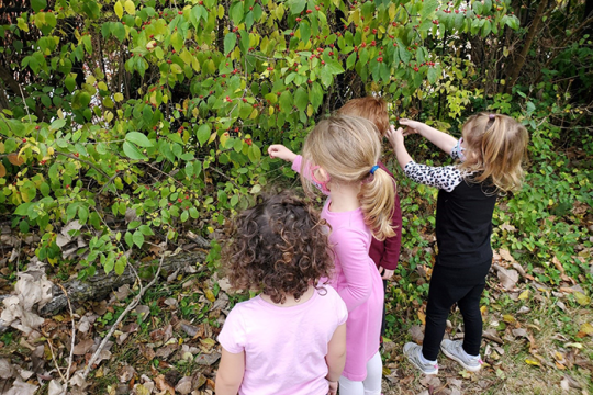 an image of three young girls picking berries off a bush