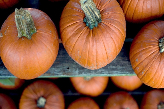 Pumpkin recipes for fall