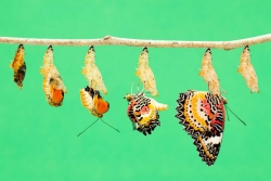 Time lapse image depicting the metamorphosis of caterpillar into a butterfly against a turquoise background 