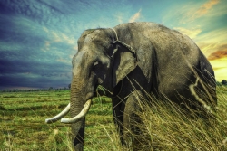 Large elephant standing in tall grass against a bright blue sky