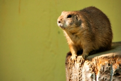 Groundhog sitting on a tree stump against a green background