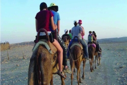 NFTY students riding in a donkey caravan seen from behind