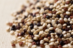 Quinoa during the Jewish Holiday of Passover or Pesach