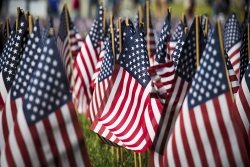 rows of small American flags on sticks upright in the grass