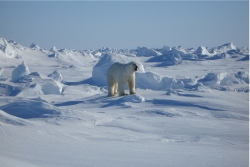 Arctic and polar bear 