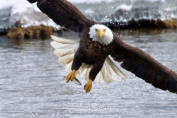 bald eagle catching a fish