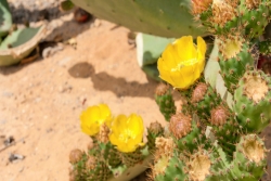 Yellow flowers on a cactus blooming in the desert