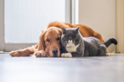 Golden retriever and gray and white cat lying next to each other on the floor