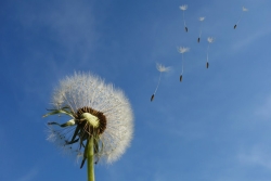Dandelion plant held up to a blue sky with some of its seeds blowing into the wind