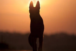 Dog standing in front of a sunset