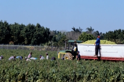 Farm workers harvesting in the field