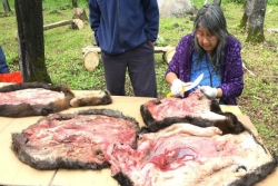 Member of a First Nation community in Canada cleaning animal pelts