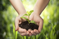 A cupped pair of hands holding a small green plant in dirt