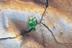 Plant growing out of dry earth