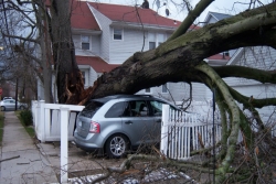 Tree resting on car after a storm
