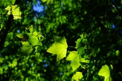 trees and leaves in sunshine